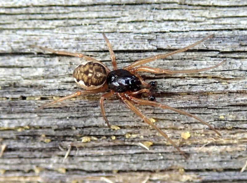 Pachygnatha degeeri